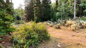 View of undeveloped land