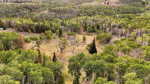 Drone / aerial view of a forest