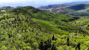 View of mountain background with a forest