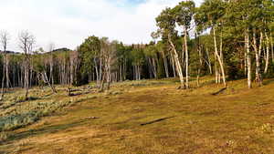 View of tree filled area