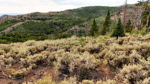 View of mountain background featuring a heavily wooded area