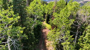 View of tree filled area