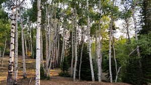 View of undeveloped land
