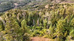 Bird's eye view of a forest
