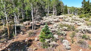 View of nature