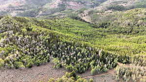 Mountain view with a forest