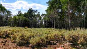 View of woods