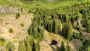 Aerial view of a forest