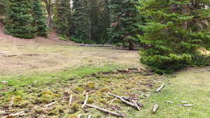 View of grassy yard