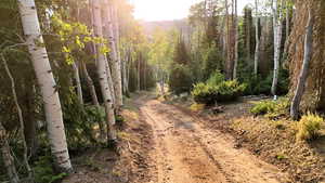 View of street featuring a forest view