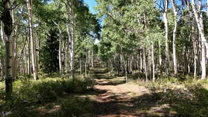 View of wooded area