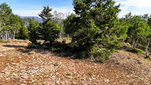 View of undeveloped land