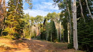 View of tree filled area