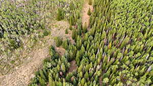 Aerial view of a forest