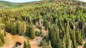 Drone / aerial view of a heavily wooded area