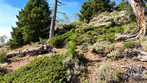 View of local wilderness