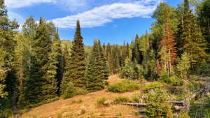 View of wooded area