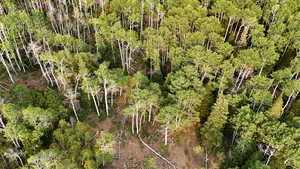 Drone / aerial view of a heavily wooded area