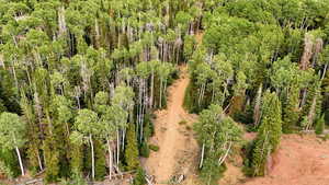 Aerial view of a forest