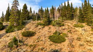 View of nature