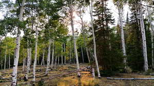 View of undeveloped land