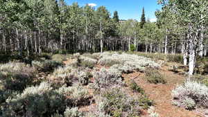 View of local wilderness