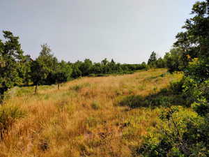 View of local wilderness