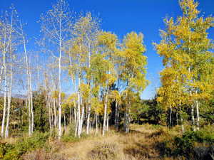 View of undeveloped land