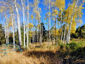 View of tree filled area