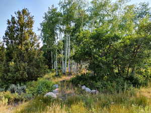 View of tree filled area