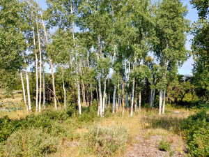 View of undeveloped land