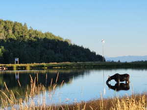 Water view featuring a forest