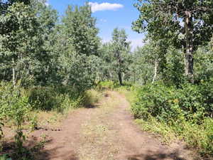 View of woods