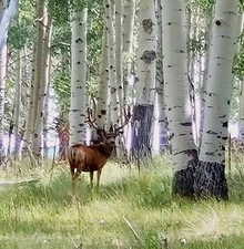 View of local wilderness