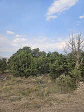 Beautiful Property Views - Nice Large Trees!