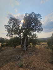 Beautiful Property Views - Nice Large Trees!