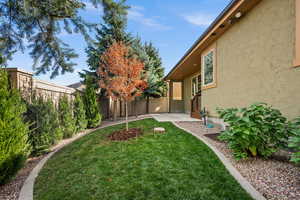 Fenced backyard with a patio and 8 new Juniper trees, and maple tree