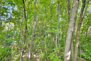 View of local wilderness