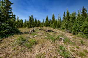 View of local wilderness