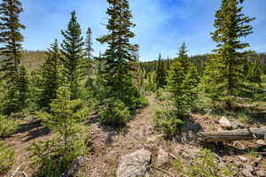 View of tree filled area