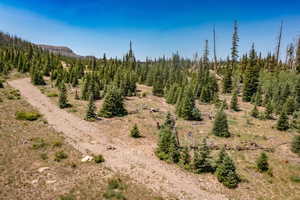 View of tree filled area