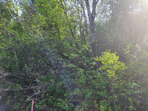 View of woods