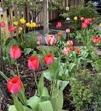Back yard flower bed