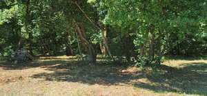 View of local wilderness