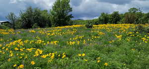 View of local wilderness