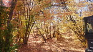 View of local wilderness