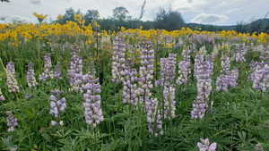 View of local wilderness