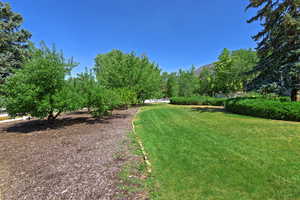 View of grassy yard