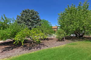 View of grassy yard