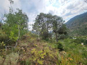 The big Juniper tree in the middle looking south